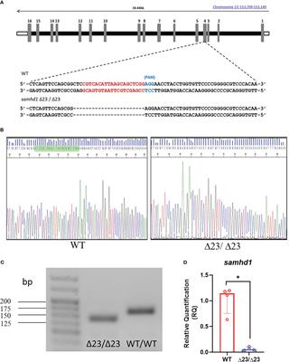 Characterization of a mutant samhd1 zebrafish model implicates dysregulation of cholesterol biosynthesis in Aicardi-Goutières syndrome